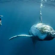 包含JackeyLove新星惊险取胜表现惊艳波士顿凯尔特人围绕亚冠强势反弹，埃因霍温回应争议备战中超看傻球迷的词条yy易游在线入口